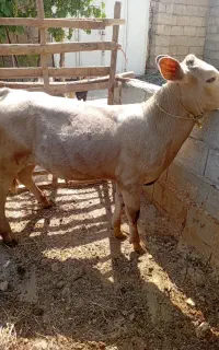 گوساله شاروله اصل