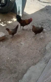 خروس
