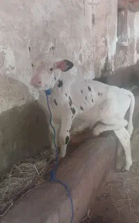 گوساله نر شیرخار ۲۰ روزه