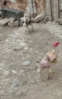 جوجه محلی سه ماهه