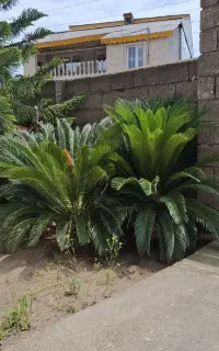 سیکاس زیبا