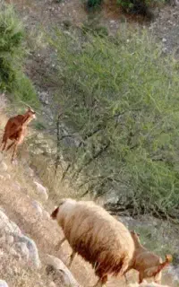 میش ماده