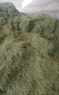 کاه یونجه