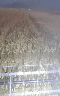 کاه جو دیم