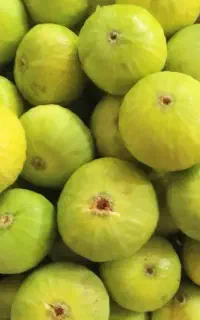 انجیر