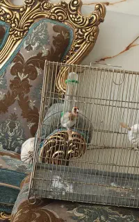 سیره