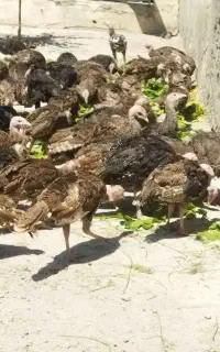 جوجه بوقلمون