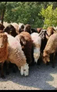 شیشک پرواری