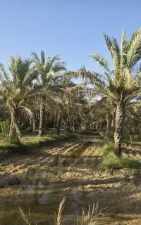 فروش۲۰۰ نخل جوان آبپخش