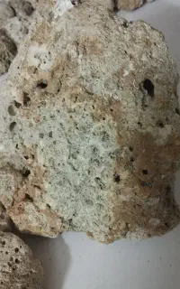 تعدادی سنگ دریایی