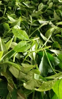 چای