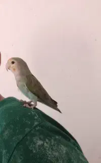 ساعت دیواری  .. کوتوله معاوضه