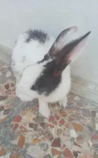 خرگوش زرنگ و با مزه