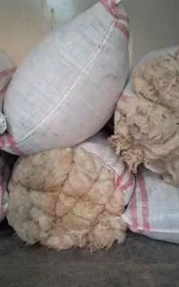 پشم گوسفند.یون