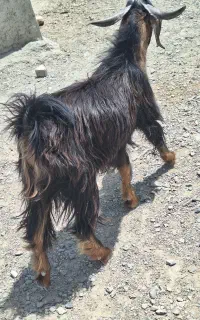 بز نر