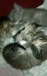 بچه گربه گوگولی DSH