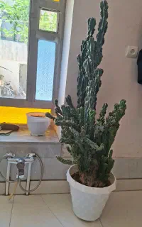 گل کاکتوس