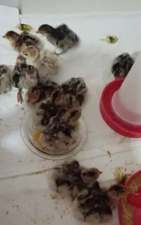 جوجه بوقلمون