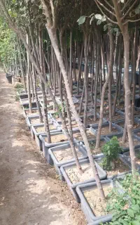درختان سایه غیر مثمر درشت سر سبز سرحال
