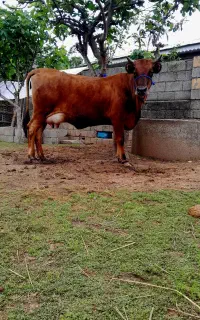گاو با گوساله لوکس