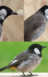 پرندم گم شده