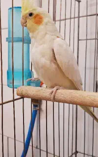 فروش عروس هلندی  خانگی دستی  و تمیز