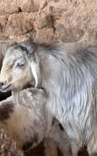 چپش نر کهره نر بذری ترکی