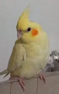 گمشده