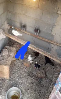 ۱۳عدد کبوتر معاوضه دارم