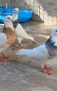 طوقی سه جفت نر و ماده