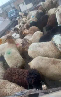 گوسفند قربانی