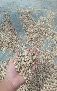 تخمه هندوانه اجیلی