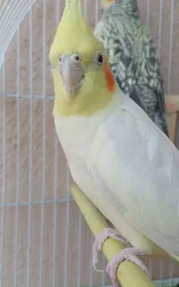 گمشده