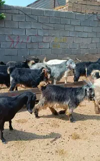 ۲۷راس بز درجه یک
