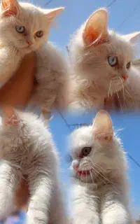 گربه خانگی چشم دو رنگ