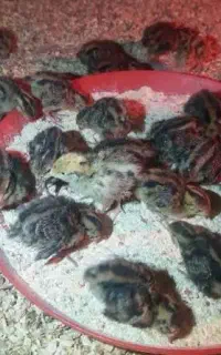 جوجه بلدرچین