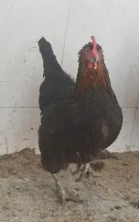 مرغ و خروس
