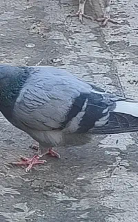 کبوتر گم شده