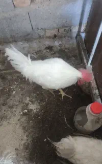 خروس