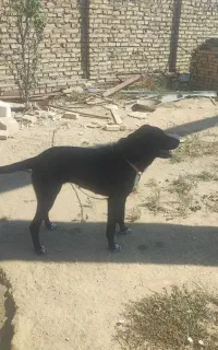 سگ ماده سرابی توله سزار مجتی بابلی