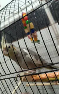 عروس هلندی با قفس بزرگ