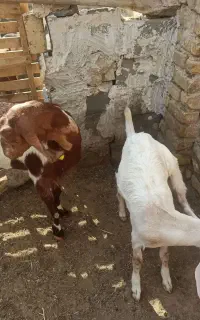 فروش بزوبزغاله