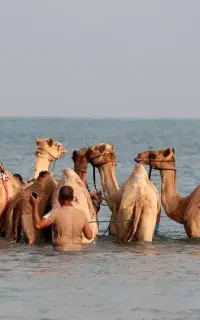 محصولات باکیفیت شتر