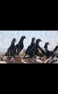 کفتر