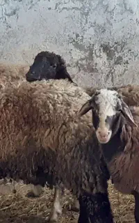استخدام کارگر دامداری