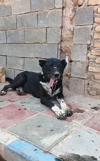 سگ نر گله ای
