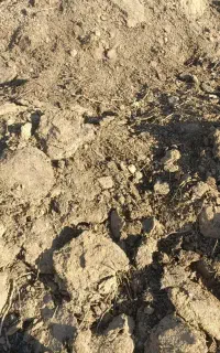 کودگوسفندی