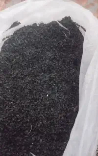 بذر پیاز مینروا