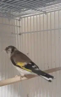 سهره نر چهارگل