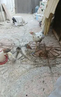 ۲عددمرغ گلین با۶عددجوجه